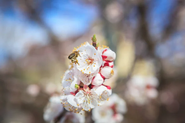 Sammlung von Pollen einer duftenden Blume — Stockfoto