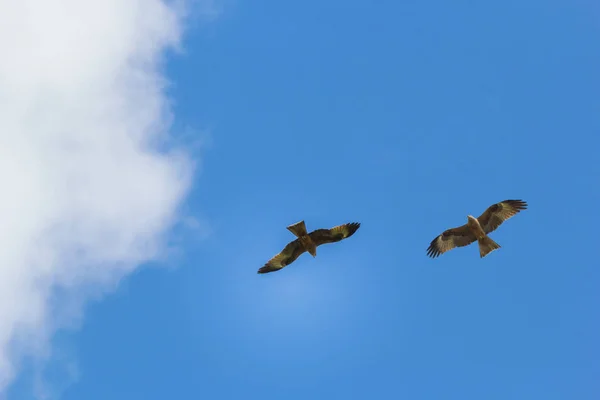 Два птахи здобичі в небі — стокове фото