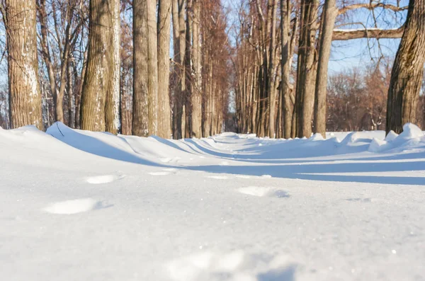 Traces of a small animal in the snow — Stock Image Traces of a small animal in the snow Stock Photo