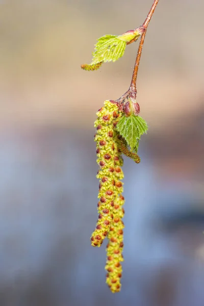 Lkbaharda Huş Ağacı Küpesi Taze Yapraklar — Stok fotoğraf