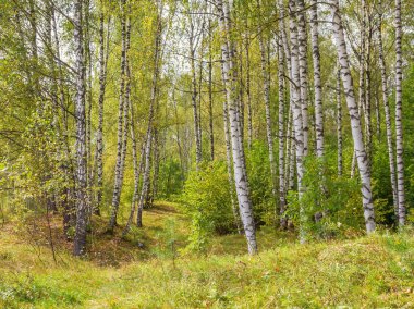 Birch korusu Sonbahar-yaz ormanında