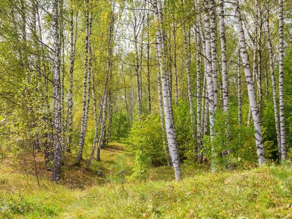 Birch grove in the autumn-summer forest