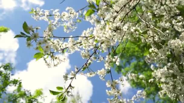 Hermosa Flor Rama Cerezo Balancea Viento Soleado Día Primavera — Vídeos de Stock