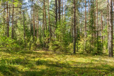 Devrilmiş ağaçları olan güzel bir çam ormanı