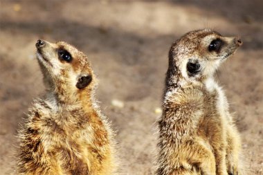 Çöl faresi görüntüsünü