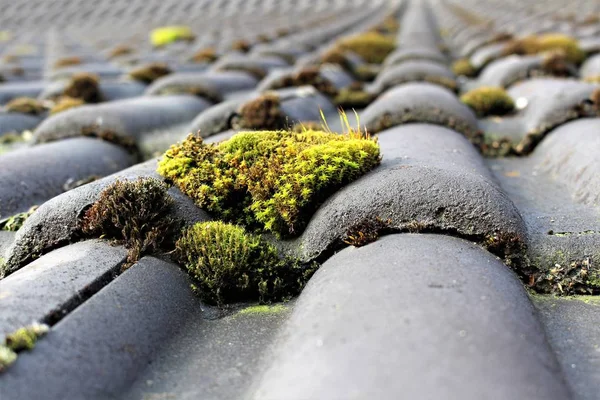 Une image de toit avec mousse — Photo