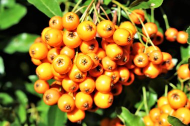 Bir rowanberry bir görüntü