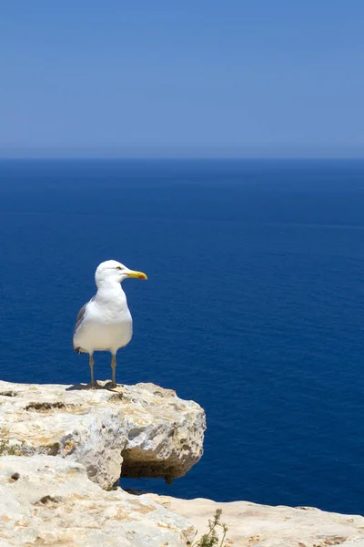 Чайка наблюдает за морем — стоковое фото