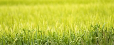 Taze yeşil çimenler