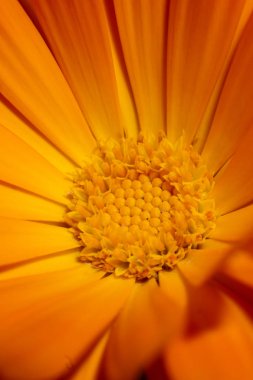 Portakal çiçeği çok yakın