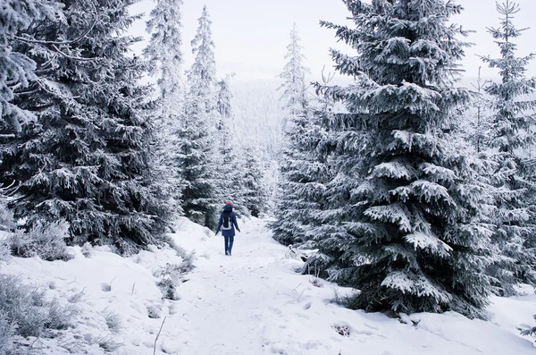 Winter in Reuzengebergte — Stockfoto