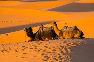 Resting camels in Sahara desert clipart