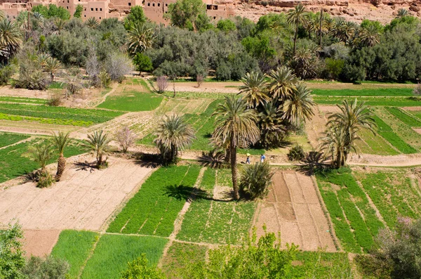 Oasis verte au Maroc — Photo