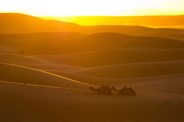 Pôr do sol no deserto do Saara — Fotografia de Stock