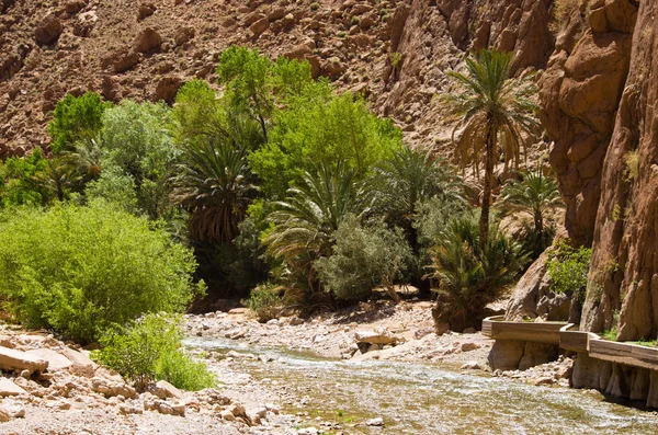 Oasis verde en Marruecos — Foto de Stock