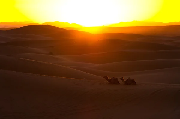 Pôr do sol no deserto do Saara — Fotografia de Stock