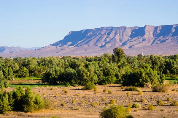 Зелений Оазис в Марокко — стокове фото