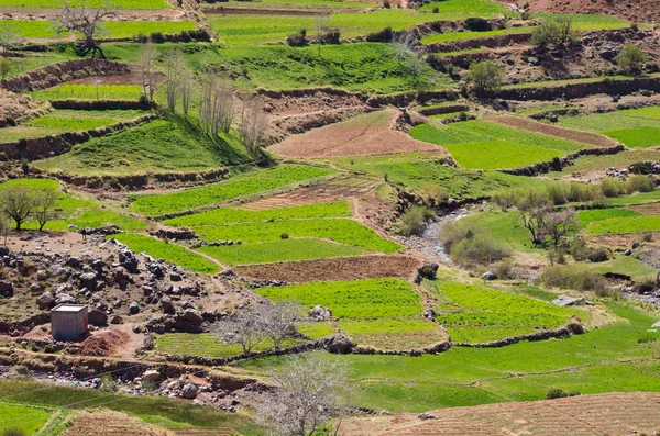 Campos verdes en las montañas Atlas —  Fotos de Stock