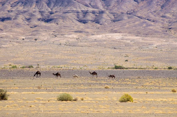 Camellos en el desierto marroquí — Foto de Stock