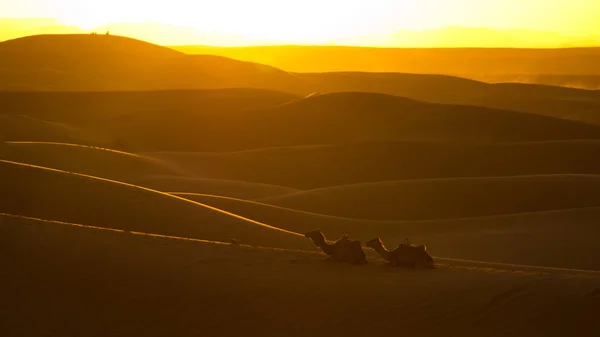 Pôr do sol no deserto do Saara — Fotografia de Stock