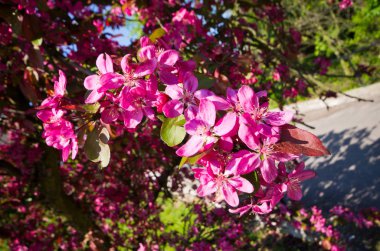 Bahar süre boyunca pembe çiçekler