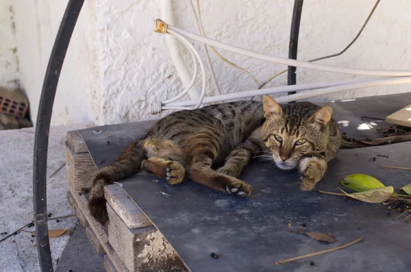 Lat katt på gatan — Stockfoto