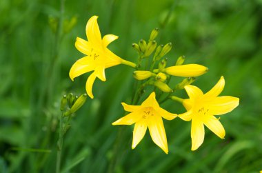 Çim çevrili sarı çiçek