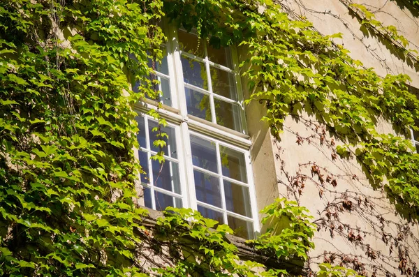 Окно окружено зеленым плющом — стоковое фото