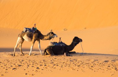 Karavan çölde, Fas