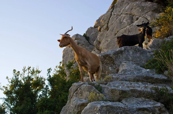 Cabras en la isla de Zakynthos, Grecia — Foto de Stock