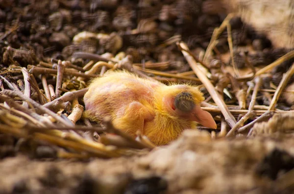 Pintainho de pombo no ninho — Fotografia de Stock