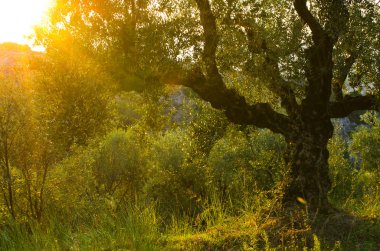 Zakynthos Island günbatımı, Yunanistan sırasında zeytin ağacı