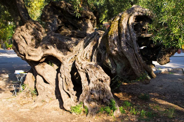 Oldest olive tree on Zakynthos island, Greece — Stock Photo, Image