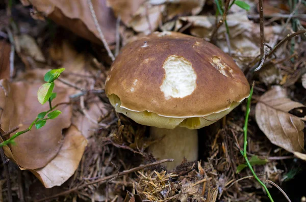 Bolet dans la forêt — Photo