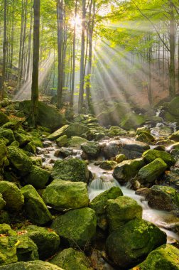 Stream Jizera mountains, Çek Cumhuriyeti