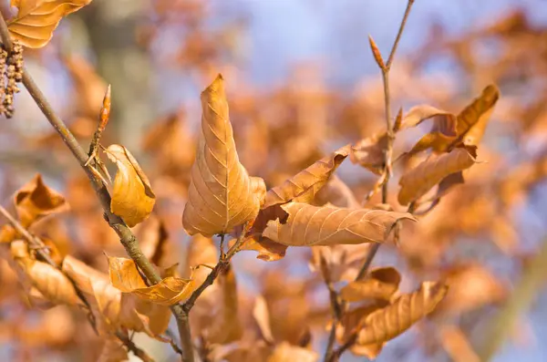 Hojas de otoño en la rama — Foto de Stock