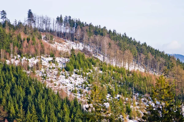 Forêt pendant l'hiver — Photo