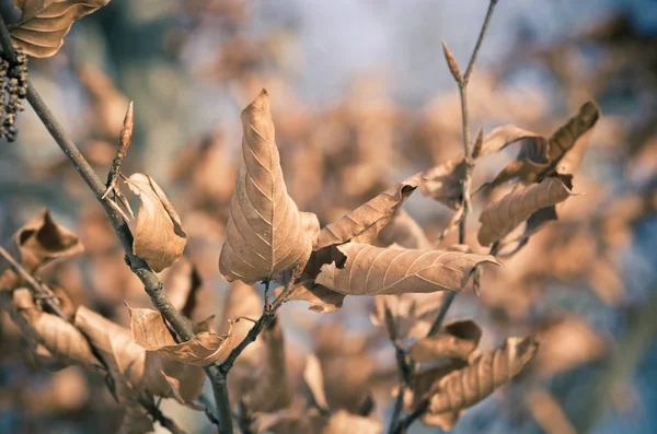 Hojas de otoño en la rama — Foto de Stock