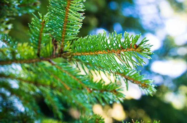 Branch of green spruce — Stock Photo, Image