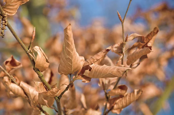 Hojas de otoño en la rama — Foto de Stock