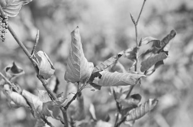 Dalda sonbahar yaprakları