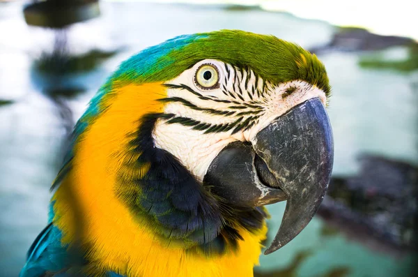 Cabeça colorida de papagaio — Fotografia de Stock