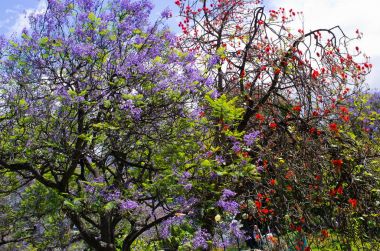 İki renkli ağaçlar Madeira Adası