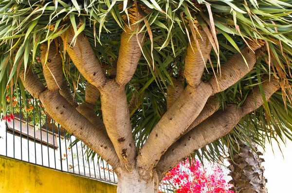 Dragon tree on Madeira island — Stock Photo, Image