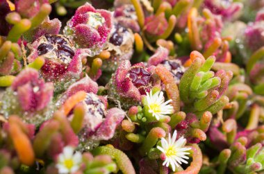Yabani bitki Doğal ortamında, Madeira - Portekiz
