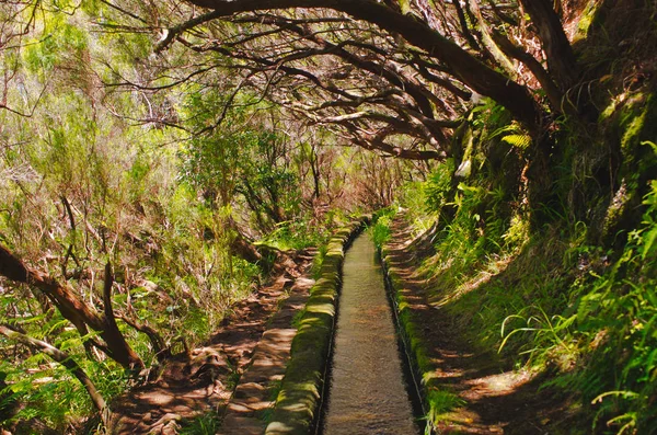 25 Левада Фонтеса на острові Мадейра (Португалія). Ліцензійні Стокові Зображення