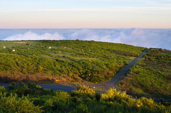 Road on Paul da Serra plateau, Madeira, Portugal — 스톡 사진