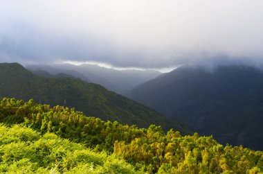 Foggy landscape on Paul da Serra plateau, Madeira, Portugal