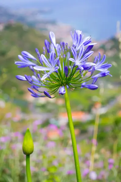 Wild flower on Madeira island, Portugal — Stock Photo, Image