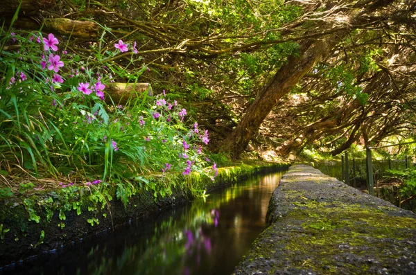 Madeira Adası, Portekiz 'de 25 Fontes levada — Stok fotoğraf